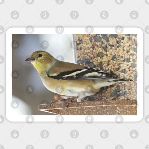 Goldfinch at Feeder No.2 Sticker by MaryLinH